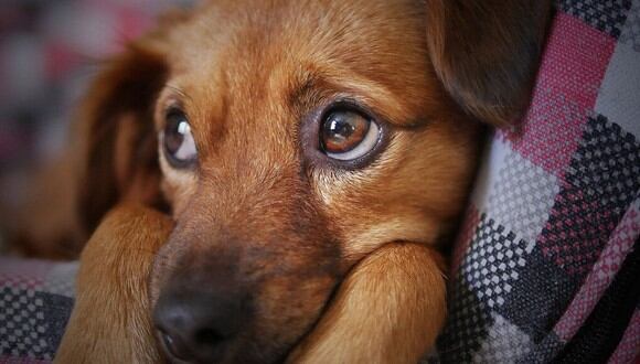 La perrita se llama Cambaxirra y ha conquistado los corazones de los internautas (Foto: Referencial / Pixabay)