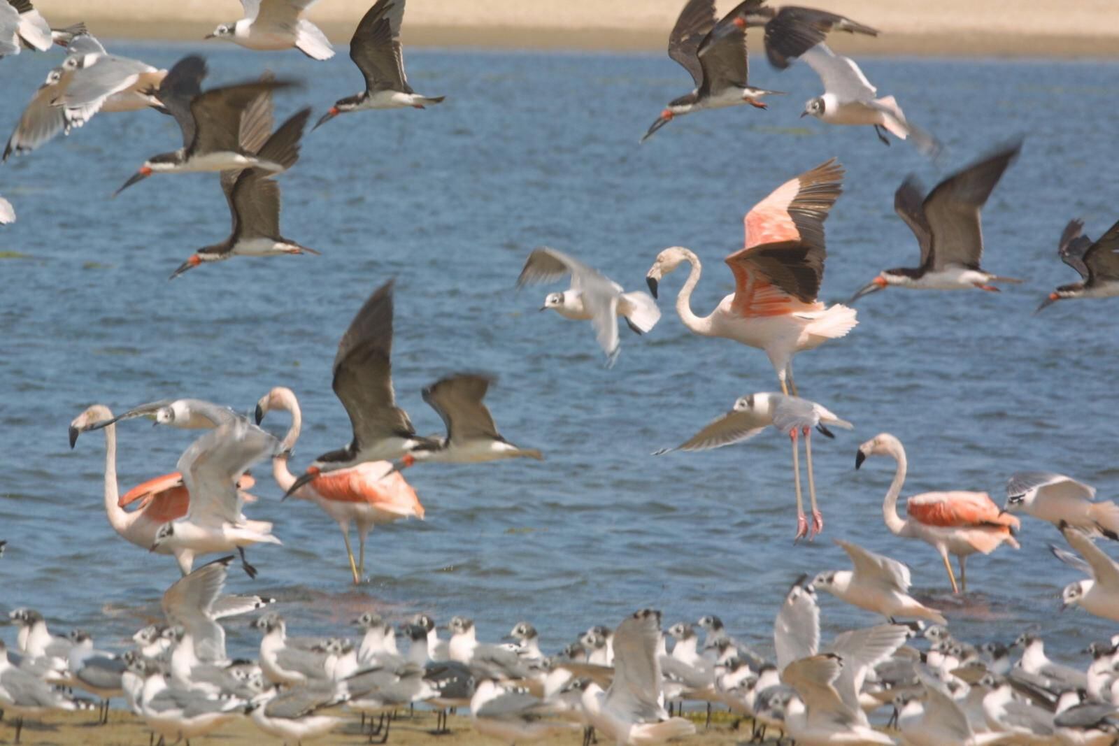 La Reserva Nacional de Paracas celebrará en setiembre 49 años de creación como una de las áreas naturales protegidas más emblemáticas del país por su amplia diversidad en el ámbito marino y costero.