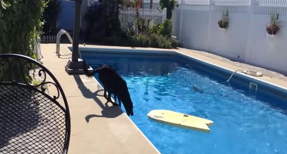 Perro recupera su pelota de la piscina sin mojarse. (Foto:Captura Youtube)