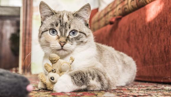 El gato es uno de los animales preferidos de gran cantidad de personas alrededor del mundo. (Foto: La voz de Galicia)
