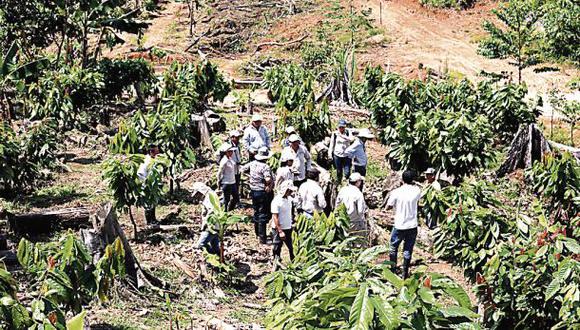 La huella de Melka en la selva: cuestionada siembra de cacao