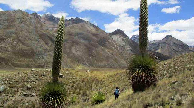 Áncash: el bosque de puyas Raimondi florece después de 40 años  - 3