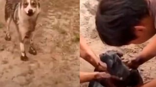 Una perra guio a dos extraños hasta un pozo de alquitrán y ‘pidió' que rescaten a su pequeño cachorro 