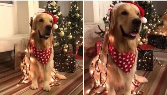 Un tierno can es protagonista de un video muy popular en YouTube con motivo navideño. (Foto: captura de video)