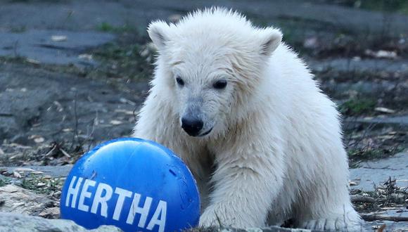 La mascota del club, un oso pardo, presentó el martes en el zoo una pelota con el nombre de la osezna. (Foto: EFE)
