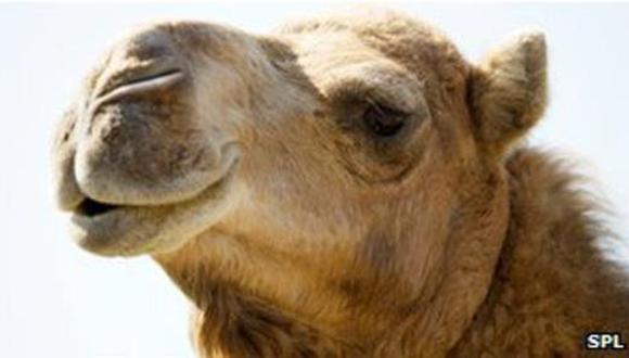 Los cient&iacute;ficos creen que el virus se transmiti&oacute; de camellos a humanos. (BBC Mundo)