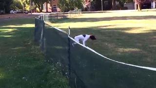Perro realizó un salto mortal para atrapar un frisbee [VIDEO]
