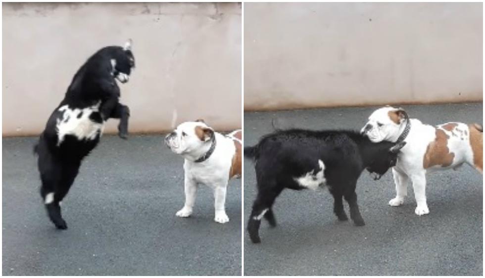 Cabra bebé ataca furiosamente a un bulldog y este la mira sin entender nada. El video es viral en redes sociales. (Foto: Captura)