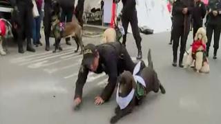 Gran Parada Militar: Policía Canina no participará en desfile este año | VIDEO