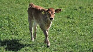 Ternero que nació con dos cabezas se convirtió en toda una atracción turística en India