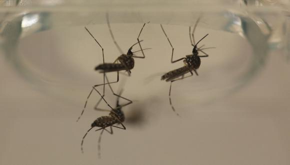 Zika: describen la estructura molecular de una de sus proteínas