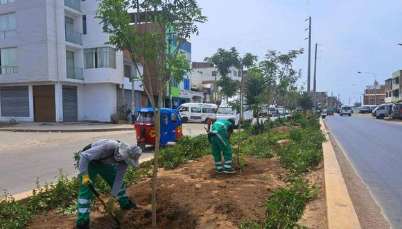 Plantarán más de 5 mil árboles en Villa El Salvador.