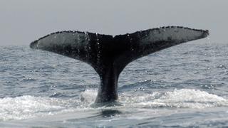 Así se alimentaba la fauna marina hace 500 millones de años