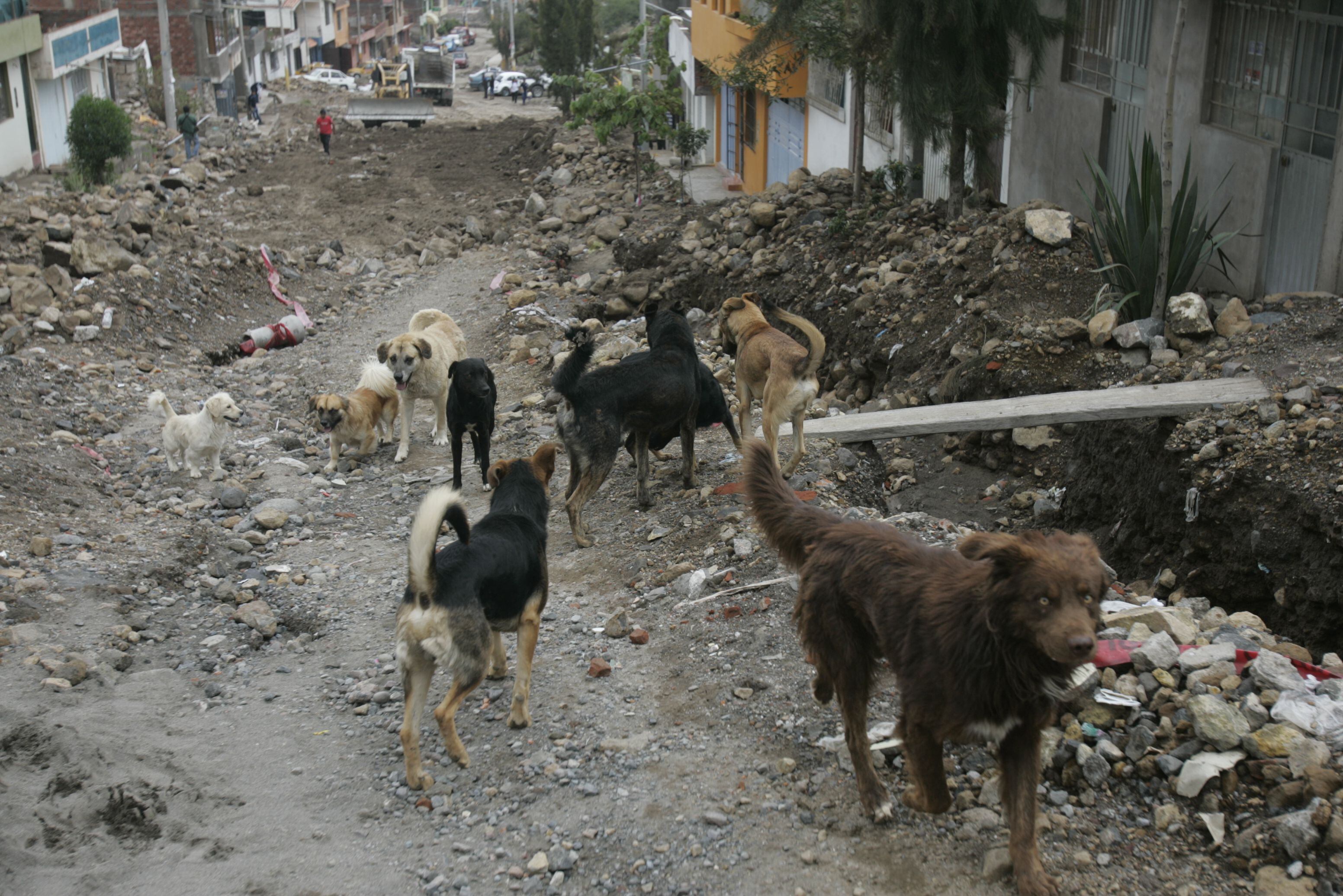 Presencia de perros callejeros es un problema de salud pública. Además de los perros con dueño, los ejemplares que deambulan en las calles superan los 14 mil en Arequipa.