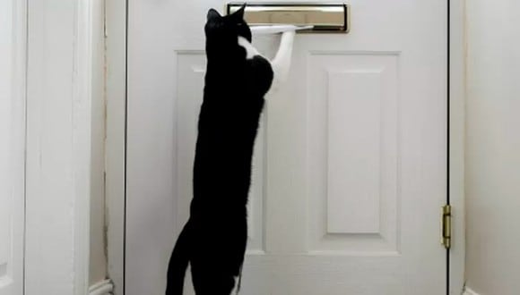 Este curioso gato alerta a su dueña de los visitantes y las llamadas telefónicas. Ahora el 'minino' compite por un premio nacional (Foto: @Lucyrayo / Instagram)