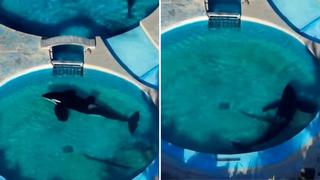 Lamentable situación: así vive ‘Kshamenk’, la última orca de Mundo Marino en Argentina