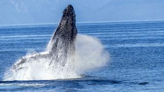 Ballenas boreales, los "músicos de jazz" del océano