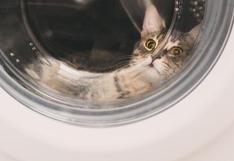 Gata sobrevivió a estar 46 minutos en una lavadora tras error de su dueña