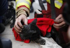 Las Malvinas: bomberos rescatan a otro gato de galería Nicolini 
