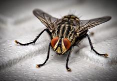 No desesperes: así puedes espantar moscas usando monedas