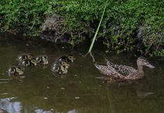 Pantanos de Villa: conoce las diez crías de pato colorado que son la atracción del área natural | FOTOS