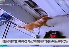 Surco: ladrones disparan a mascota que intentó defender negocio