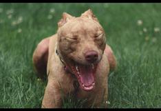 WUF: un pitbull demostró que es muy terco en un video que se ha vuelto muy popular