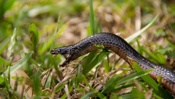 Un ciervo fue víctima del voraz ataque de una serpiente pitón. (Foto: Pixabay / referencial)