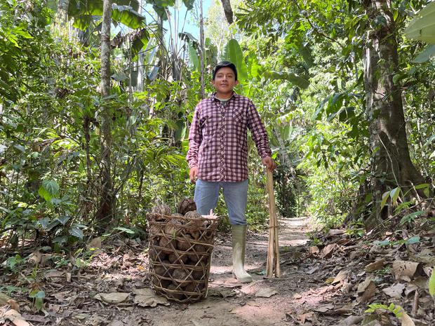 The chestnut growers go through the forest to collect the coconuts with the payana (harvesting tool) and place them in a basket that they carry on their backs as a backpack.  