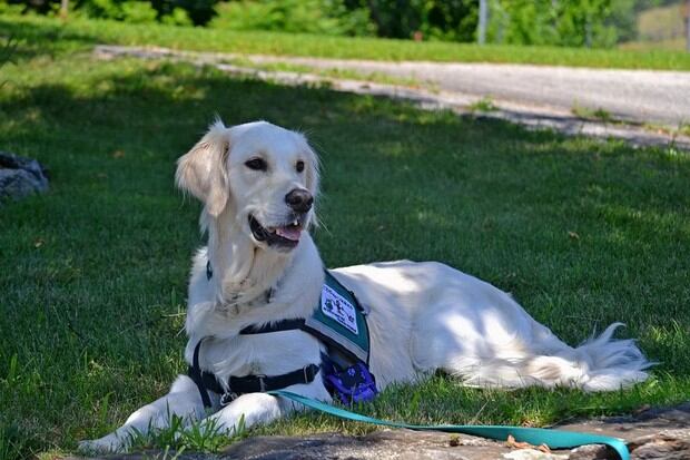 Los perros de servicio están preparados para cuidar de la integridad física de una persona con trastorno del espectro autista, guiarla y controlar las situaciones de emergencia que pueda sufrir (Foto: Pixabay)