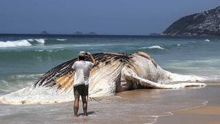 Brasil: aparece una ballena muerta en la playa de Ipanema