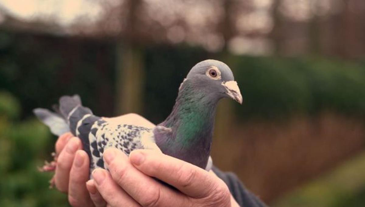 Armando, que está retirado de la competición, es calificado como el "Lewis Hamilton" de las carreras de palomas.