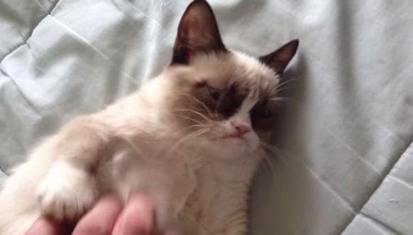 Grumpy Cat, el gato que generó casi US$100 millones