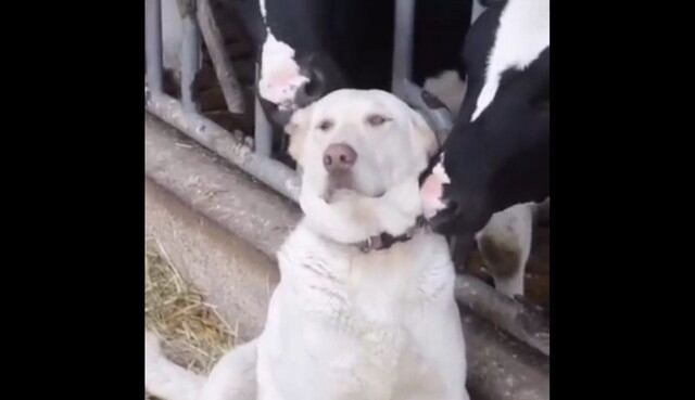 Unas vacas dieron un trato poco usual a un perro. (YouTube)