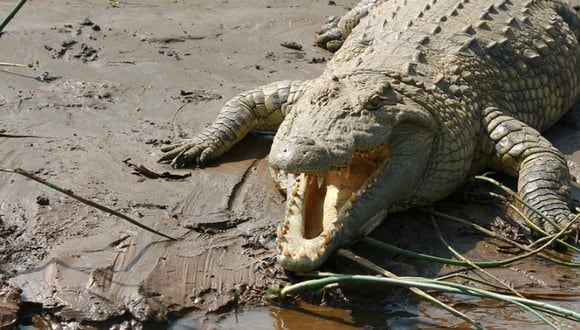 Cocodrilo atacó a un hombre que estaba descansando en una playa. (Foto: Pixabay)