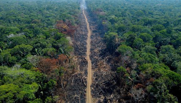 Esta es la IA que predice los próximos lugares de deforestación en la Amazonía.