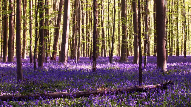 Lugar mágico: Hallerbos es un bosque lleno de flores violetas - 1