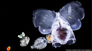 Las fascinantes y diminutas criaturas del océano