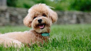 WUF: Mira el tierno recibimiento que le da un perro a su dueño tras llegar de la escuela