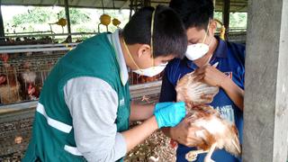 Gripe aviar en Perú: últimas noticias, riesgos y medidas declaradas para enfrentar la influenza