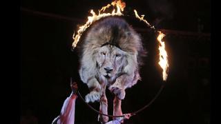 Portugal prohíbe los animales salvajes en los circos