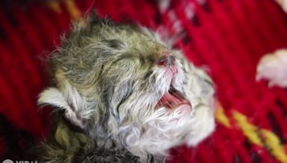 Un gatito nacido con dos cabezas en Tailandia lucha por sobrevivir. (Foto: Captura YouTube)