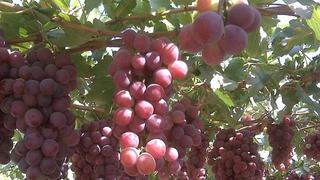 Habrá menos producción de uvas tras El Niño costero