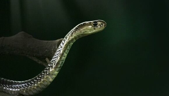 Hombre sobrevive a la mordedura de un cobra: antes tuvo dengue, malaria y COVID-19. (Foto: Referencial / Pixabay)