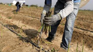 Agro Rural declara desierto proceso para compra de fertilizantes