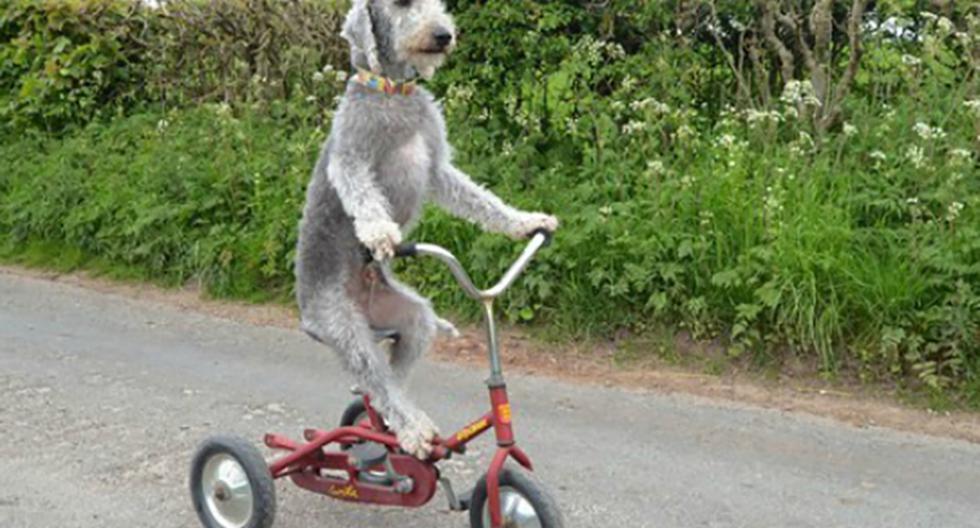 El perro que monta un triciclo conquista las redes. (Foto: Captura)