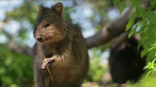 El marsupial de los selfies virales podría extinguirse