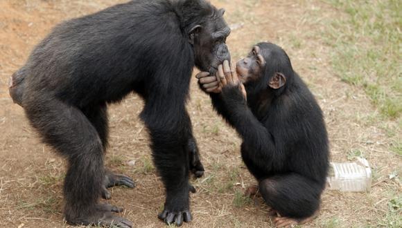 Las cr&iacute;as de chimpanc&eacute; aprenden diversos comportamientos de sus madres, desde qu&eacute; alimentos comer a usar ciertas herramientas, y el proceso de acicalamiento lo realizan casi exclusivamente con ella hasta que tienen unos doce a&ntilde