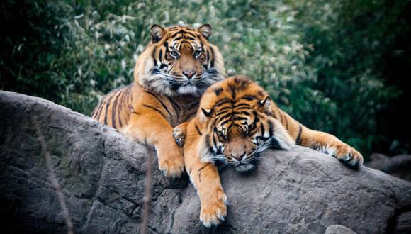 Te contamos qué es el Día Mundial del Tigre, cuándo se conmemoró y porqué es celebrado cada 29 de julio. (Foto: iStock)