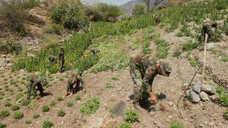 Ayacucho: Sinchis de Mazamari erradican 7.920 plantones de marihuana 